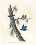 Sittelle à poitrine blanche - John James Audubon — widok dzieła