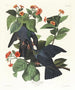 Biały gołąb z koroną - John James Audubon — widok dzieła