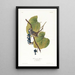 Bruant à couronne blanche - John James Audubon — oprawiony obraz na ścianie