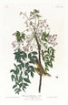 Moucherolle ou viréo à yeux blancs - John James Audubon — widok dzieła
