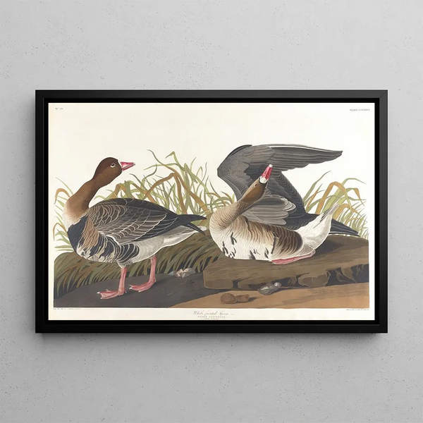 Gęś z białą twarzą - John James Audubon — oprawiony obraz na ścianie
