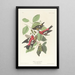 Bec-croisé bifascié - John James Audubon — oprawiony obraz na ścianie