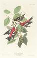 Bec-croisé bifascié - John James Audubon — widok dzieła