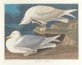 Szary gołąb z białymi skrzydłami - John James Audubon — widok dzieła