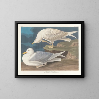 Szary gołąb z białymi skrzydłami - John James Audubon — oprawiony obraz na ścianie