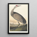 Biała żuraw - John James Audubon — oprawiony obraz na ścianie