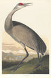 Biała żuraw - John James Audubon — widok dzieła