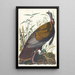 dzikiego indyka - John James Audubon — oprawiony obraz na ścianie