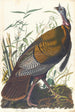 dzikiego indyka - John James Audubon — widok dzieła