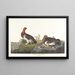 Lagopède des saules ou grand tétras - John James Audubon — oprawiony obraz na ścianie