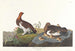 Lagopède des saules ou grand tétras - John James Audubon — widok dzieła