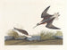 Phalarope de Wilson - John James Audubon — widok dzieła