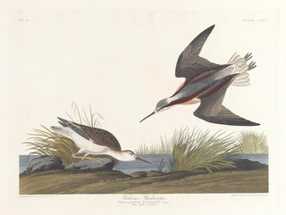 Phalarope de Wilson - John James Audubon — widok dzieła