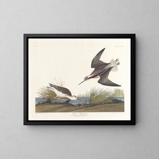 Phalarope de Wilson - John James Audubon — oprawiony obraz na ścianie