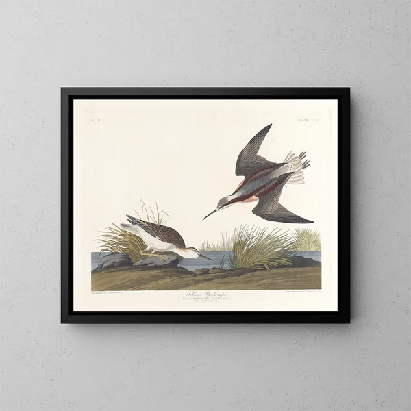 Phalarope de Wilson - John James Audubon — oprawiony obraz na ścianie