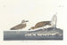 Pluvier de Wilson - John James Audubon — widok dzieła