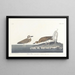 Pluvier de Wilson - John James Audubon — oprawiony obraz na ścianie