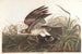 Faucon d'hiver - John James Audubon — widok dzieła