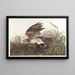 Faucon d'hiver - John James Audubon — oprawiony obraz na ścianie