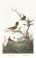 Troglodyte d'hiver - John James Audubon — widok dzieła