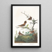 Troglodyte d'hiver - John James Audubon — oprawiony obraz na ścianie