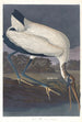 Ibis des bois - John James Audubon — widok dzieła
