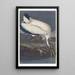 Ibis des bois - John James Audubon — oprawiony obraz na ścianie
