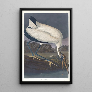 John James Audubon - Wood ibis.webp
