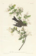 Pioui des bois - John James Audubon — widok dzieła