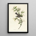 Pioui des bois - John James Audubon — oprawiony obraz na ścianie