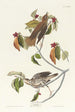 Grive des bois - John James Audubon — widok dzieła