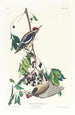 plamisty - John James Audubon — widok dzieła
