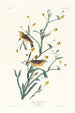 Żółtonogi ptak - John James Audubon — widok dzieła