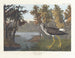 Pied jaune - John James Audubon — widok dzieła