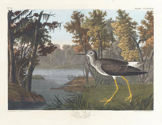Pied jaune - John James Audubon — widok dzieła