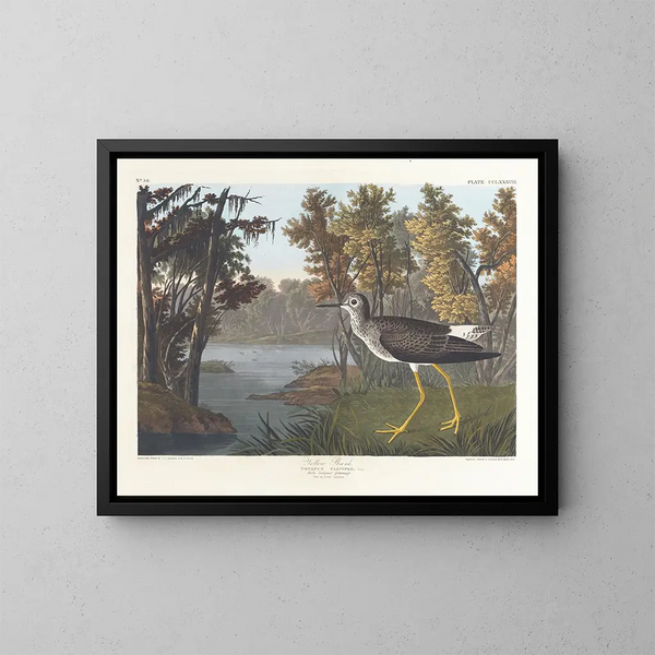 Pied jaune - John James Audubon — oprawiony obraz na ścianie