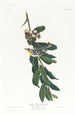 Żółtobrzuchy wilga - John James Audubon — widok dzieła
