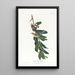 Żółtobrzuchy wilga - John James Audubon — oprawiony obraz na ścianie