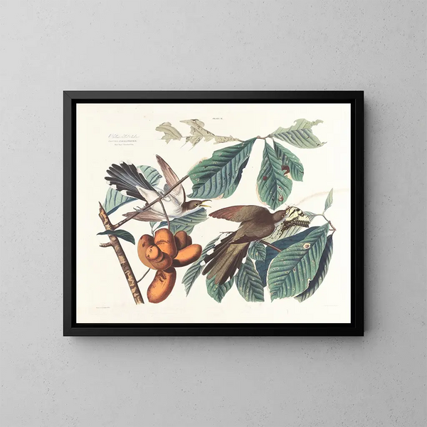 Coucou z żółtym dziobem - John James Audubon — oprawiony obraz na ścianie