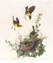 Paruline polyglotte - John James Audubon — widok dzieła