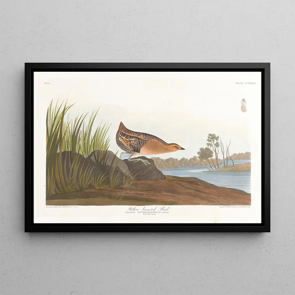 Râle à poitrine jaune - John James Audubon — oprawiony obraz na ścianie