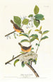Żółtonoga Parula - John James Audubon — widok dzieła
