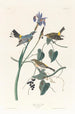 Żółtobrzuchy parula - John James Audubon — widok dzieła