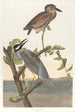 Heron koronowany - John James Audubon — widok dzieła