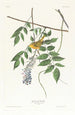Żółtonoga Parula - John James Audubon — widok dzieła