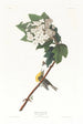 Viréo à gorge jaune - John James Audubon — widok dzieła