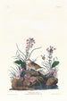 Bruant à ailes jaunes - John James Audubon — widok dzieła