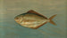 Le poisson-dollar ou poisson-butter, Rhombus triacanthus - John L. Petrie — widok dzieła