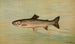 La Truite de la Rivière Kern Salmo irideus gilberti - John L. Petrie — widok dzieła