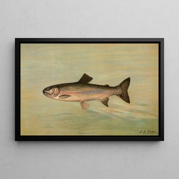 La Truite de la Rivière Kern Salmo irideus gilberti - John L. Petrie — oprawiony obraz na ścianie